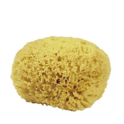 Naturschwämme